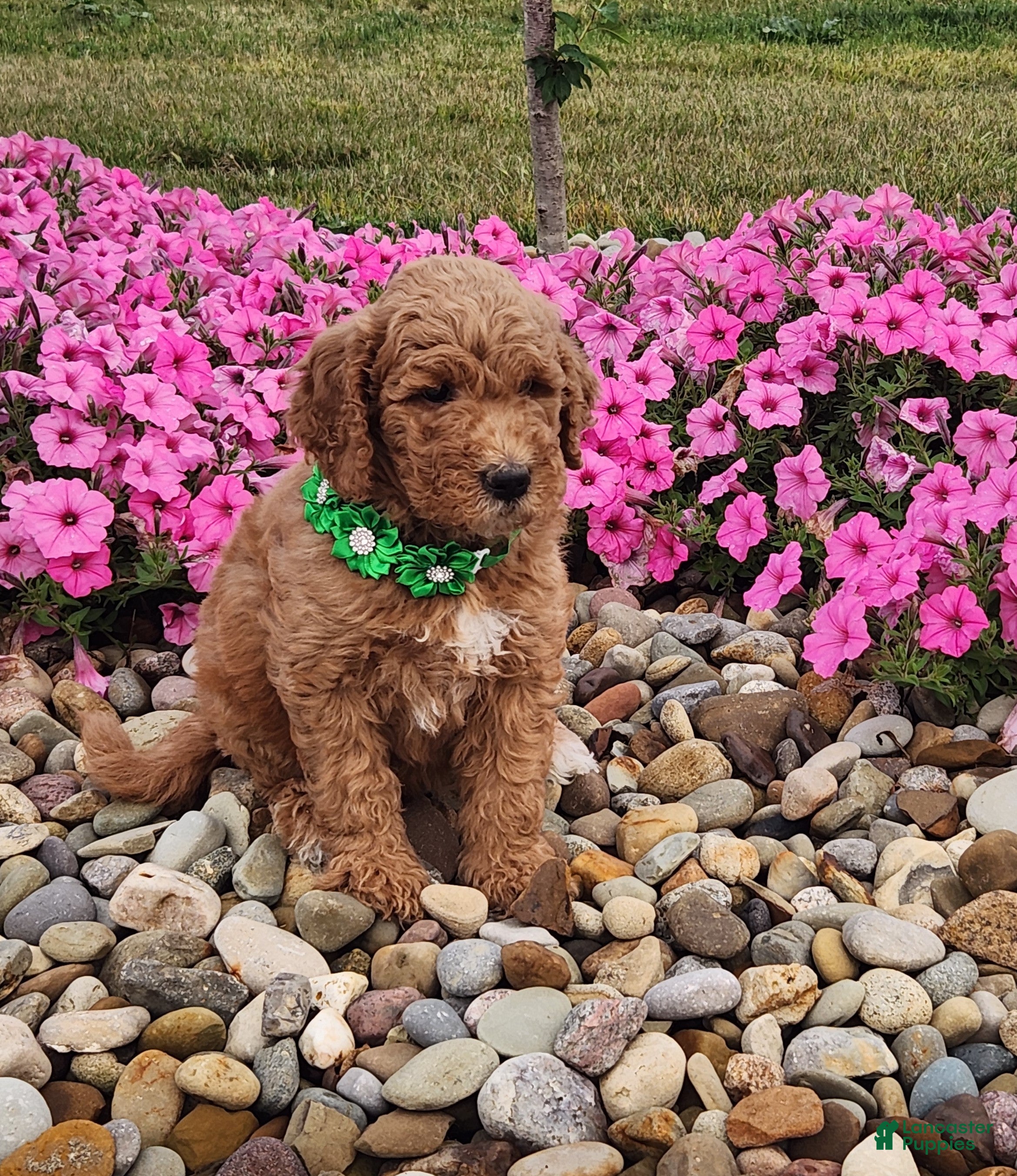 Goldendoodle dogs Medium Sadie - Ad 39