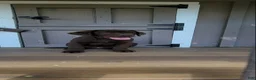 Labrador Retriever dogs for sale: Ginger  - Ad 3