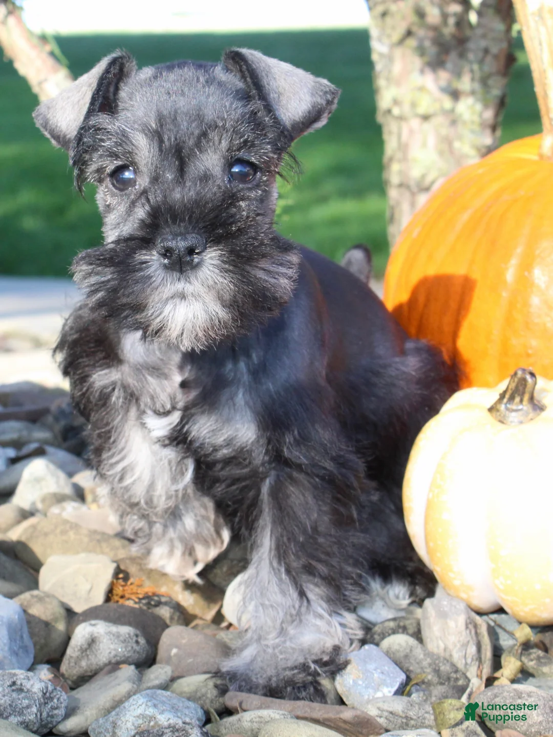 Miniature Schnauzer dogs for sale: Eddie Male AKC Mini Schnauzer - Ad 2
