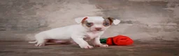 Chihuahua dogs for sale: Fiona - Ad 3