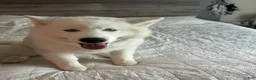 Siberian Husky dogs for sale: Milo  - Ad 7