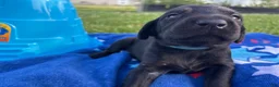 Mixed Breed dogs for sale: Oswald - Ad 4