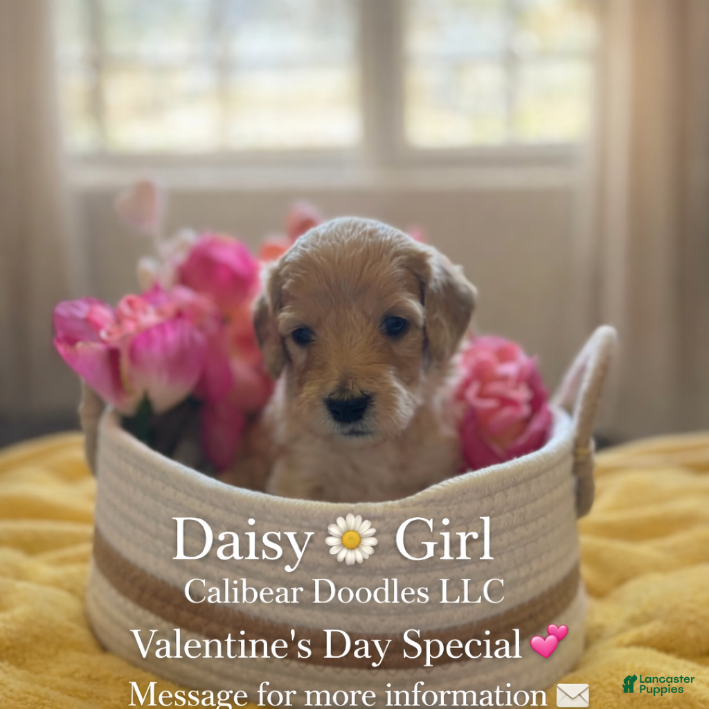 Goldendoodle dogs Goldendoodle Puppy 6 - Ad 4