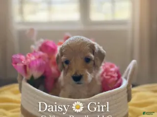 Goldendoodle dogs Goldendoodle Puppy 6 - Ad 4