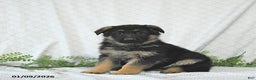 German Shepherd dogs for sale: Maggy - Ad 1