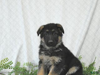 German Shepherd dogs Maggy - Ad 25