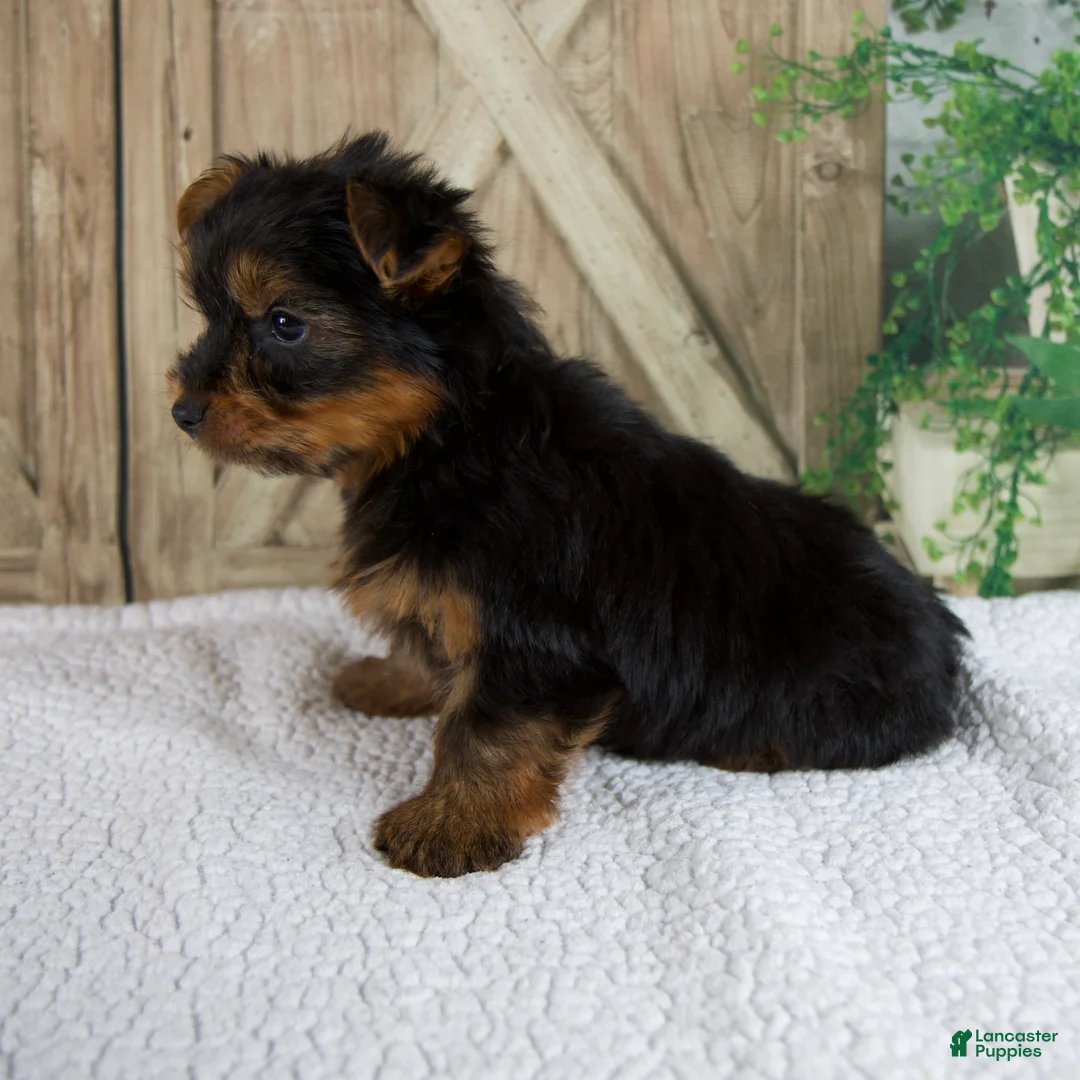 Yorkshire Terrier dogs for sale: Silas - Ad 2
