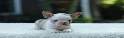 French Bulldog dogs for sale: Jewel - Ad 3