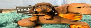 Champion Bred AKC import smooth