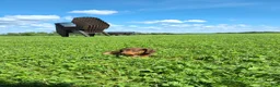 Dachshund dogs for sale: Cody - Ad 5