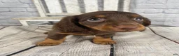 Miniature Dachshund dogs for sale: Lexi - Ad 11