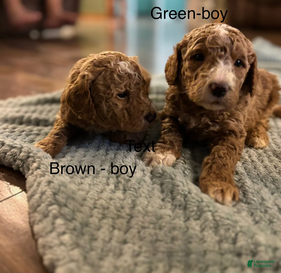 Mini Goldendoodle dogs for sale: Mini Goldendoodle 2 brown - Ad 3