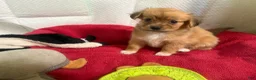 Mixed Breed dogs for sale: Mixed Breed 1 - Ad 6