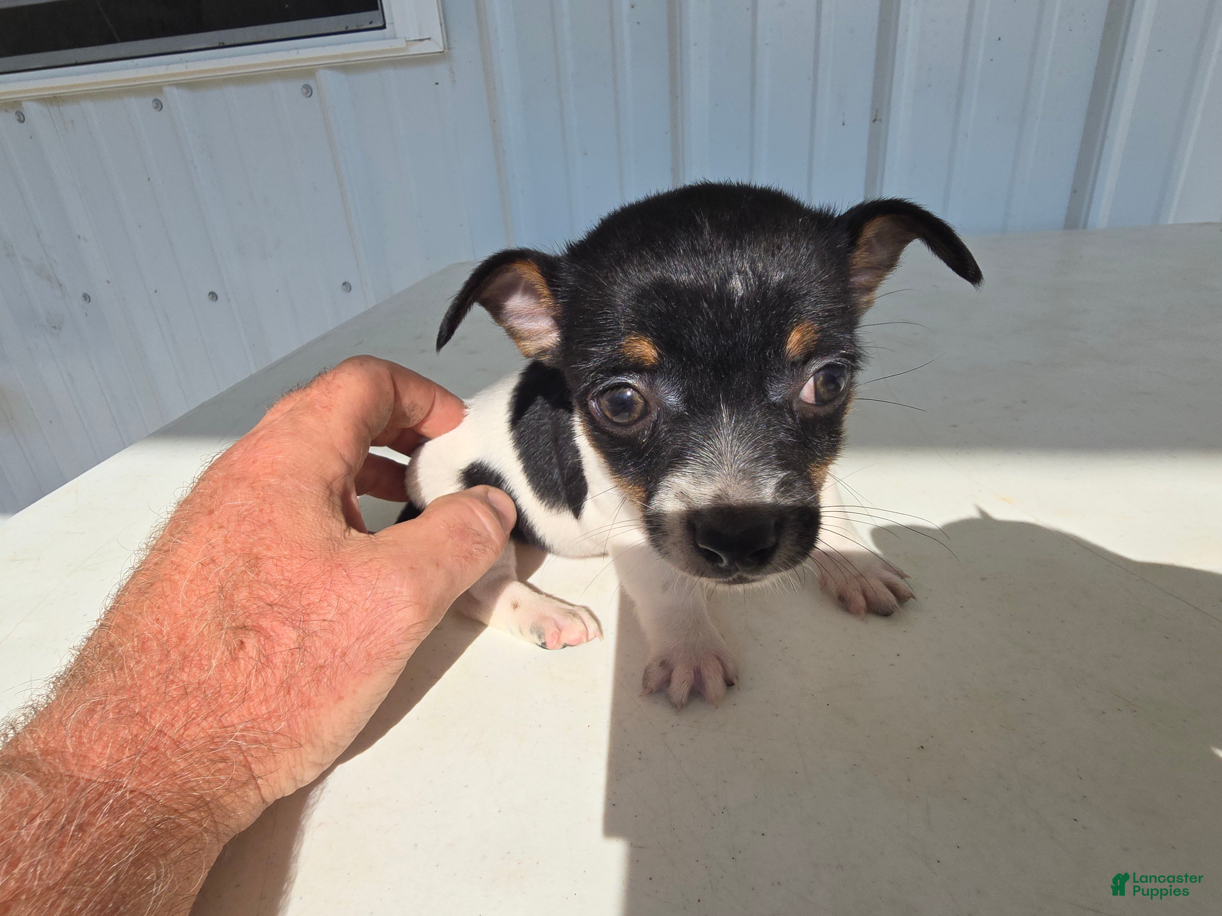 Chihuahua dogs Piggy - Ad 1