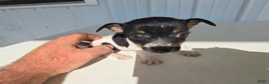 Piggy