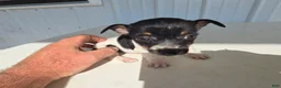 Chihuahua dogs for sale: Piggy - Ad 1