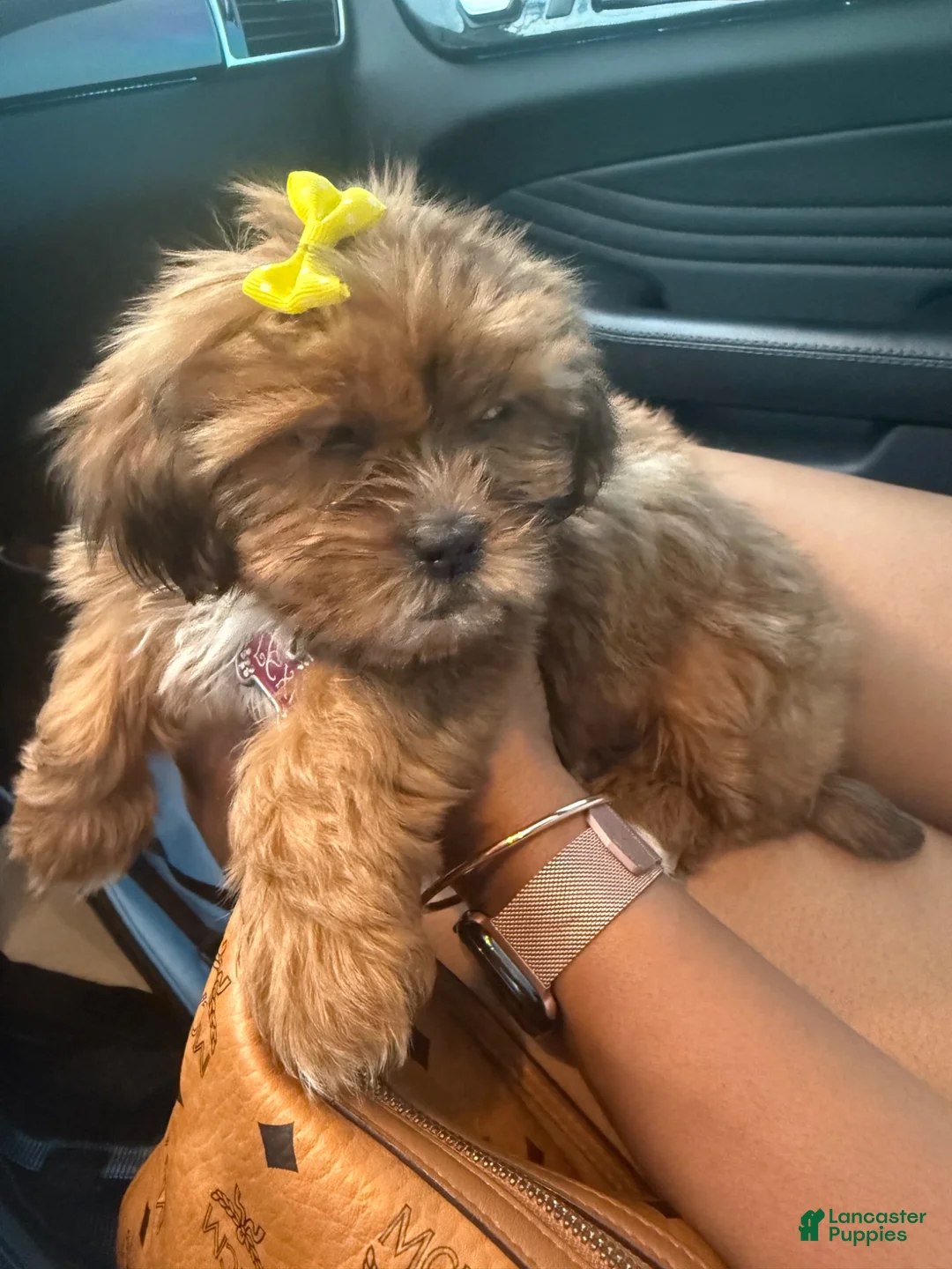 Shorkie dogs for sale: Shorkie 1 - Ad 2