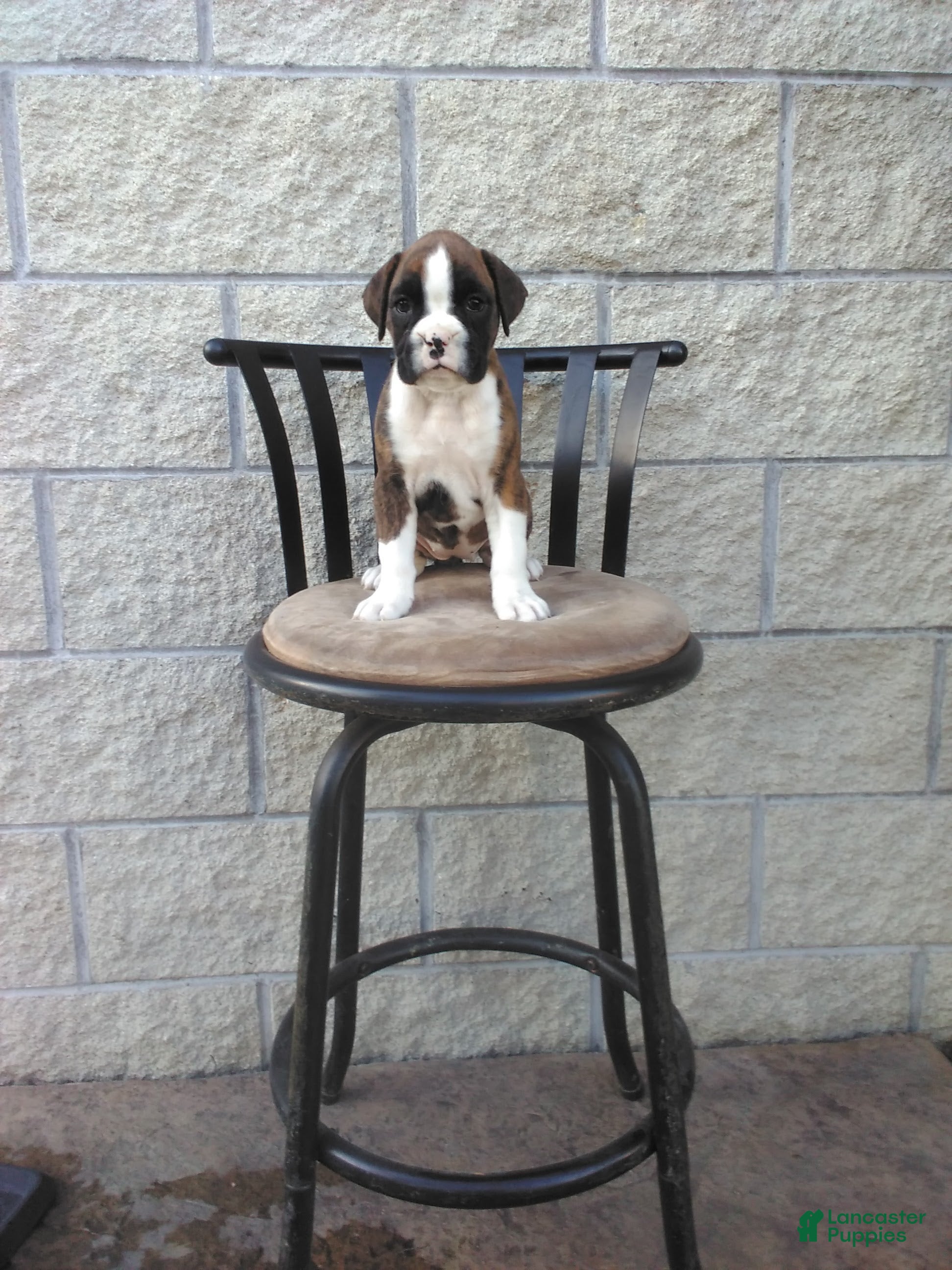 Boxer dogs Sadie Euro - Ad 1