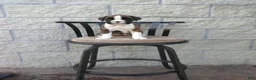Boxer dogs for sale: Sadie Euro - Ad 1