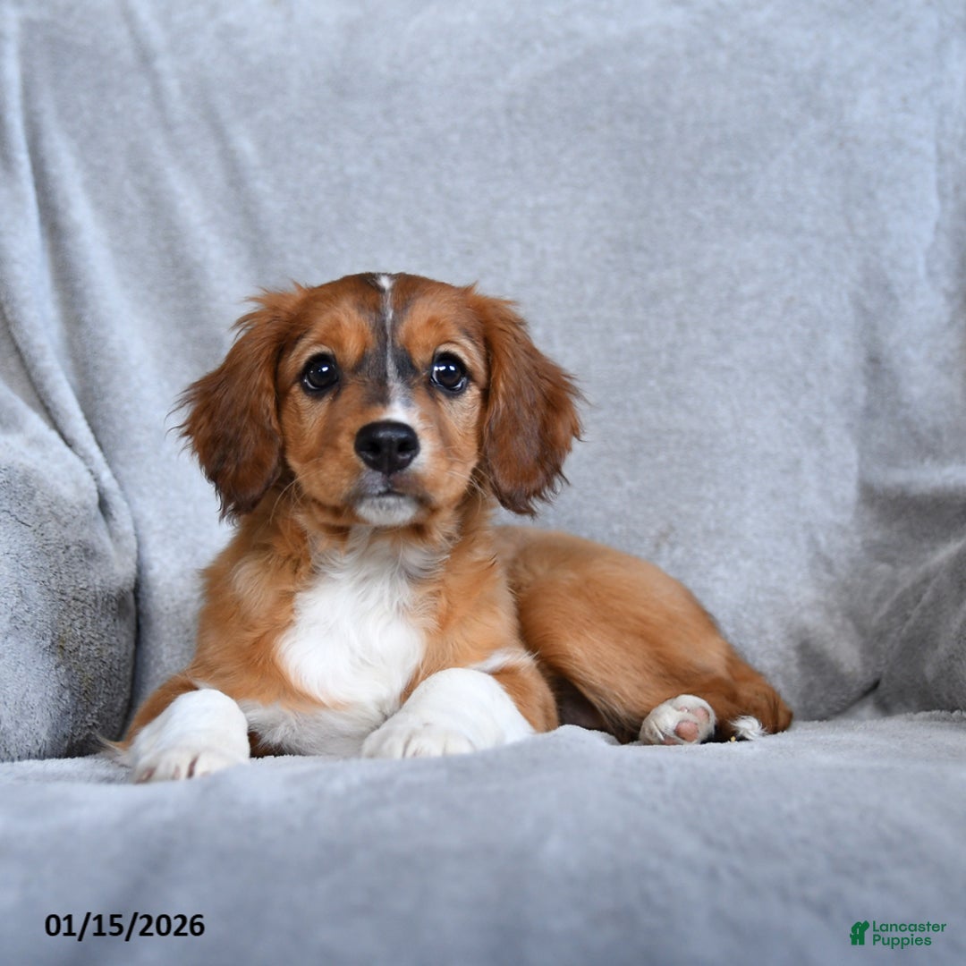 Mixed Breed dogs for sale: Bella    - Ad 1