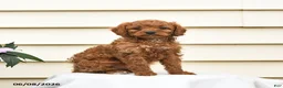 Aussiedoodle dogs for sale: Rosie - Ad 2