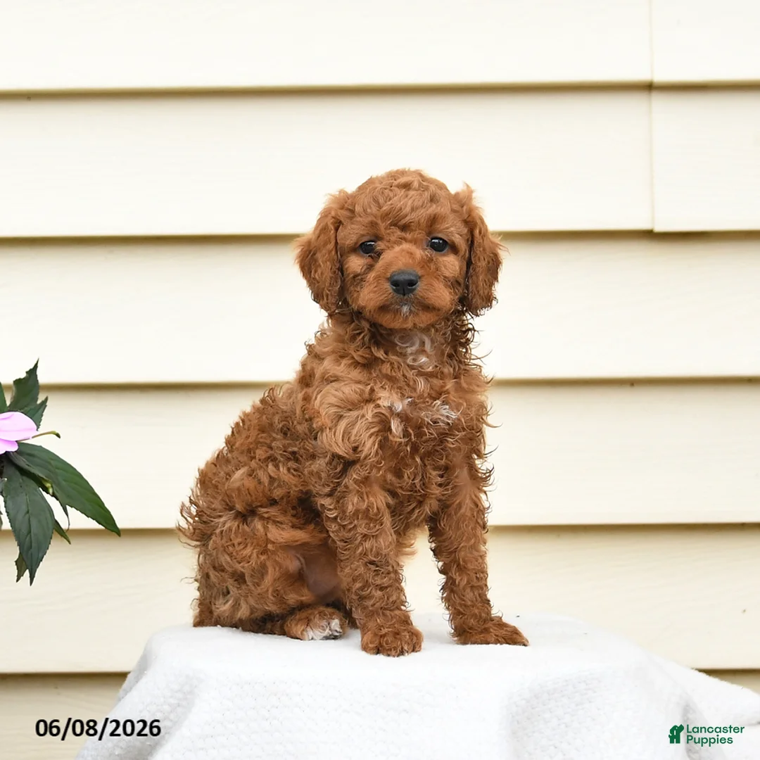 Aussiedoodle dogs for sale: Rosie - Ad 2