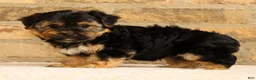 Yochon dogs for sale: Charles - Ad 4
