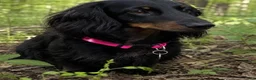 Miniature Dachshund dogs for sale: Frankie - Ad 4
