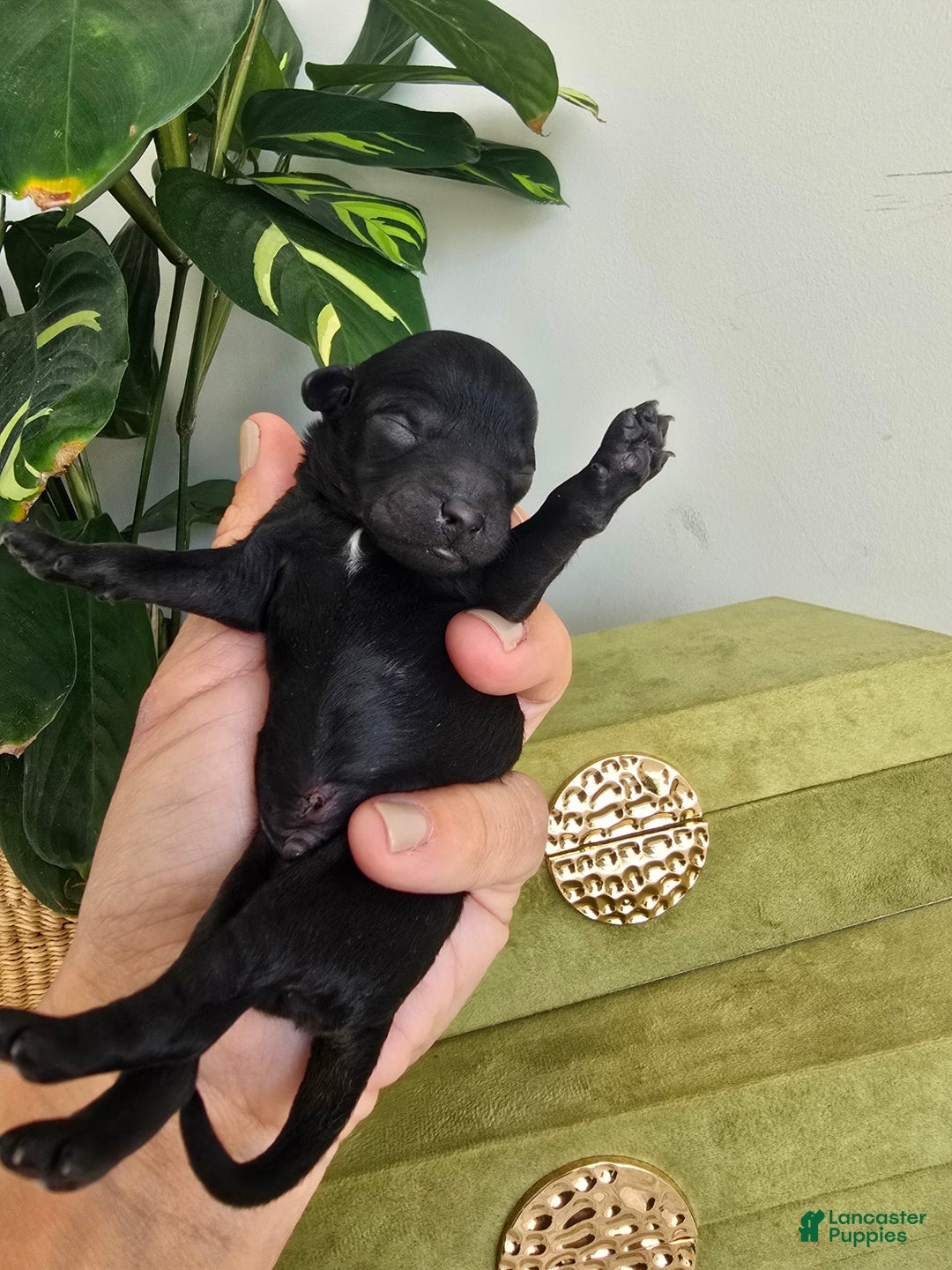 Toy Poodle dogs for sale: Dash - Ad 7