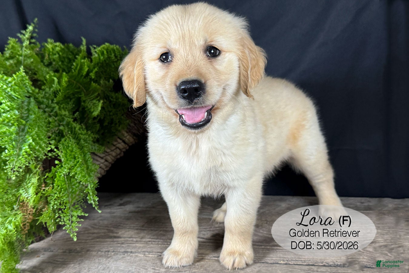 Golden Retriever dogs Lora - Ad 2