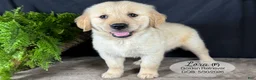Golden Retriever dogs for sale: Lora - Ad 2