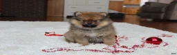 Pomeranian dogs for sale: Lyle - Ad 3