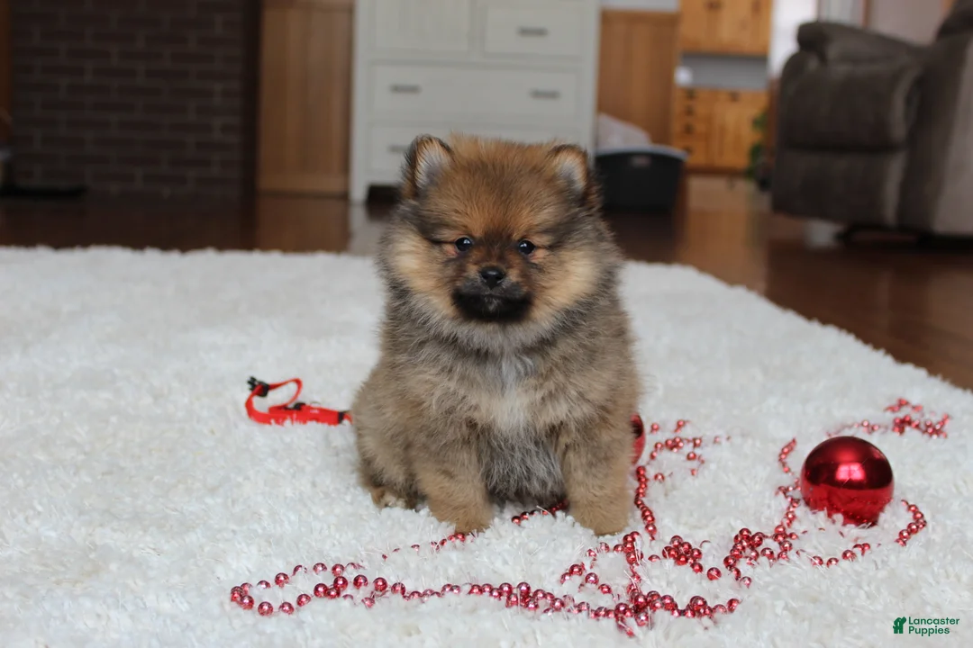 Pomeranian dogs for sale: Lyle - Ad 3