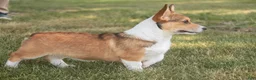 Welsh Corgi Pembroke dogs for sale: Olivia - Ad 7