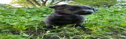 Mixed Breed dogs for sale: Purple  - Ad 4