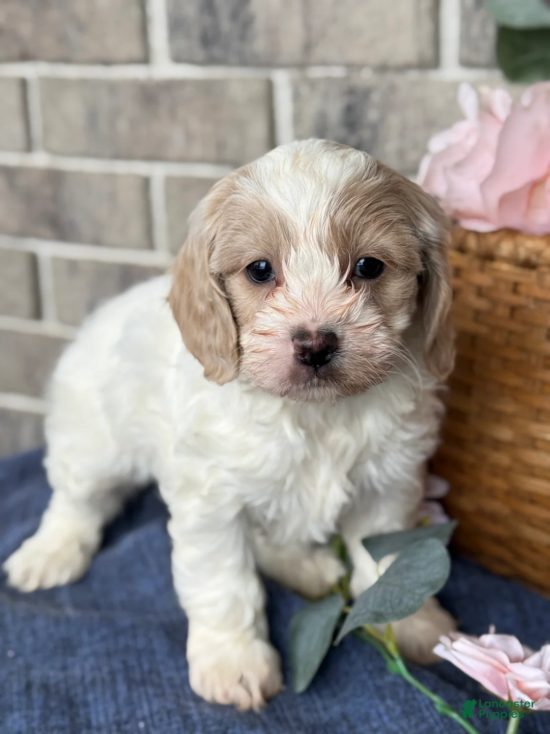 Cockapoo dogs for sale: Mable - Ad 1