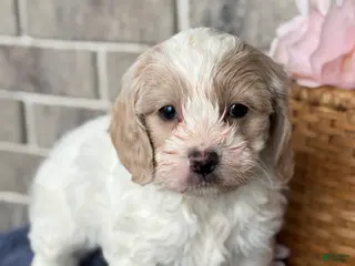 Cockapoo dogs for sale: Mable - Ad 1