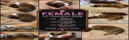 American Bully dogs for sale: American Bully 9 - Ad 5