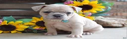 French Bulldog dogs for sale: Roxy - Ad 4