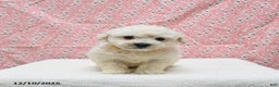 Bichon Frise dogs for sale: Pongo - Ad 5