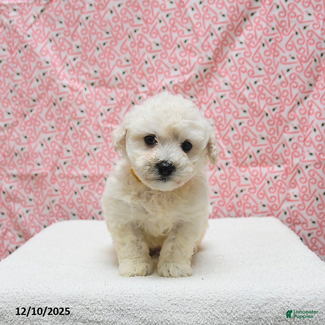 Bichon Frise dogs for sale: Pongo - Ad 5