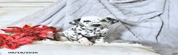Dalmatian dogs for sale: Daisy - Ad 3