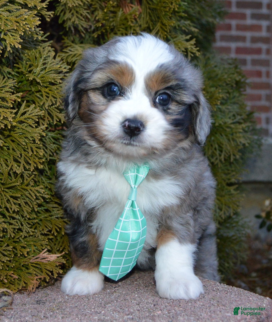 Mini Aussiedoodle dogs for sale: Mini Asher - Ad 10