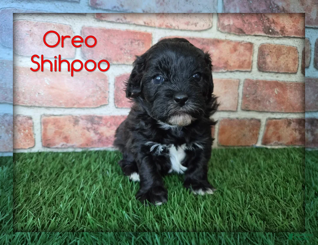Shihpoo dogs for sale: Oreo - Ad 1