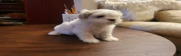 Bichon Frise dogs for sale: Bichon Frise 1 - Ad 2