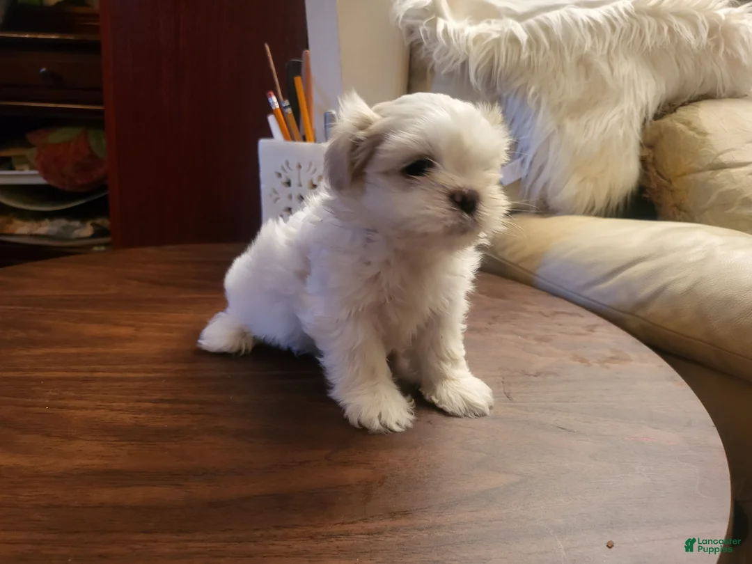 Bichon Frise dogs for sale: Bichon Frise 1 - Ad 2