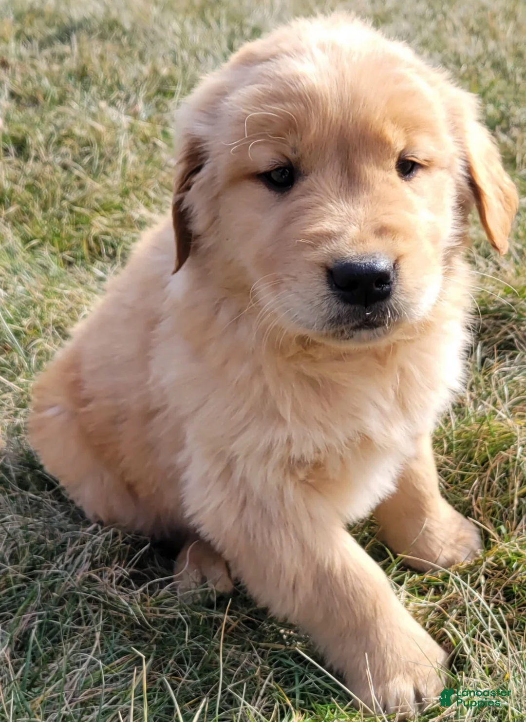 Golden Retriever dogs for sale: Dash - Ad 7