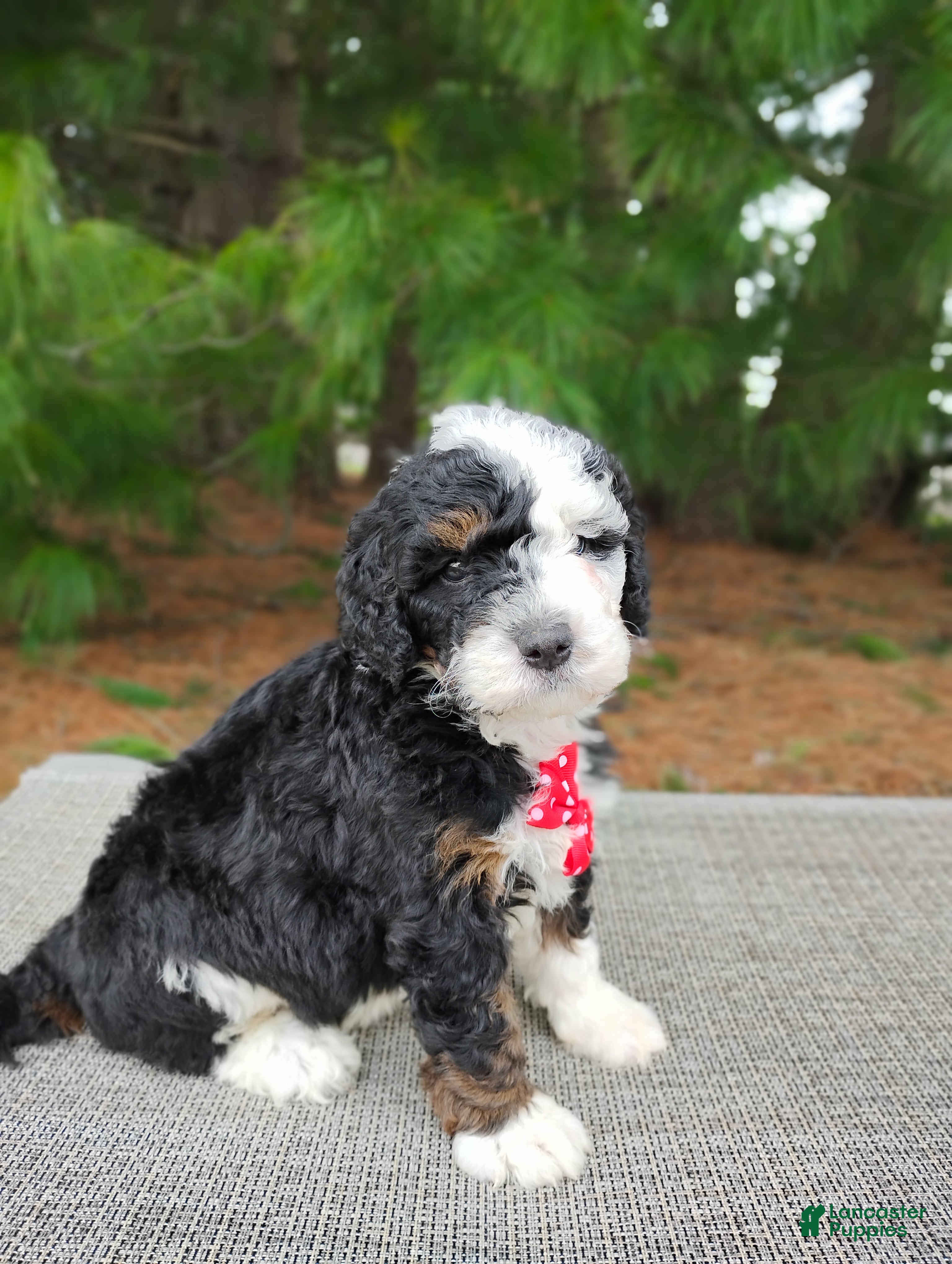 Mini Bernedoodle dogs Mini Bernedoodle Puppy 2 - Ad 2