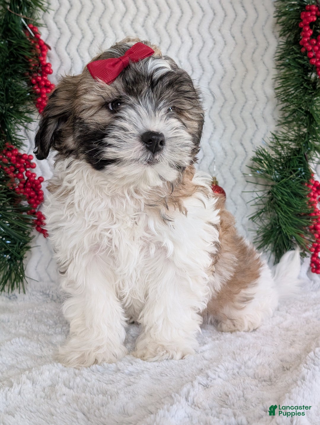 Teddy Bear dogs for sale: Kody - Ad 5