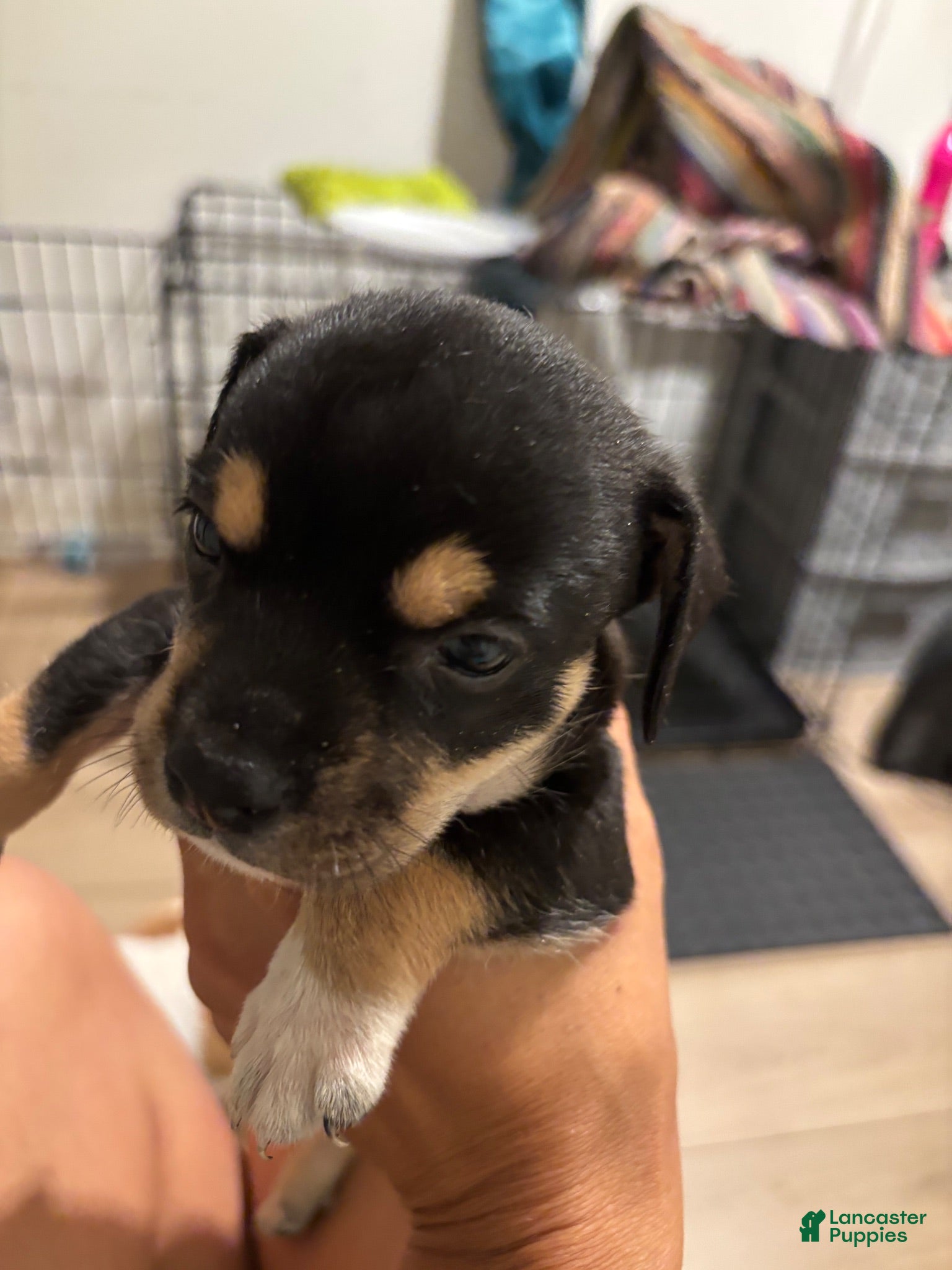 Mixed Breed dogs Mixed Breed 3 - Ad 42